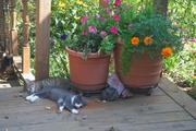 Nap time by the flower pots