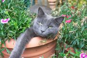 Nap time, this time IN the flower pots