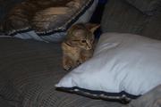 Attacking the pillow