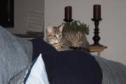Chiana surveying the living room from the arm of the couch